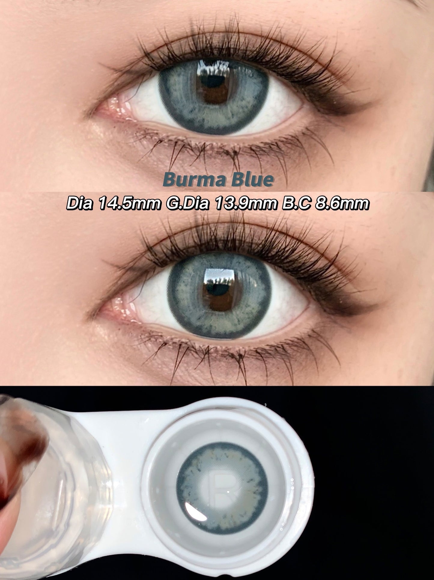 Kirafairy Burma Blue 古亞裔藍