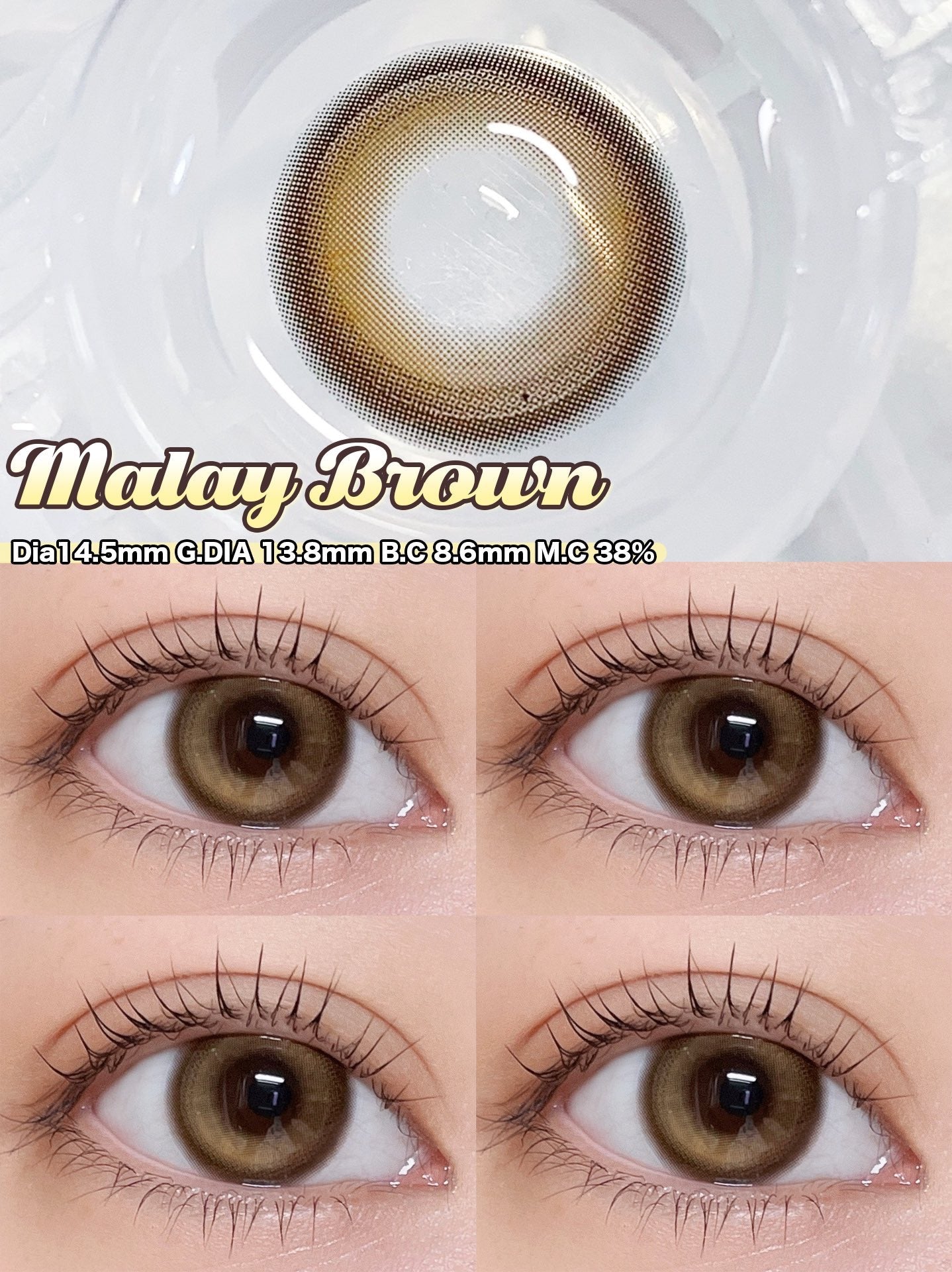 Kirafairy Malay Brown 富貴金栗